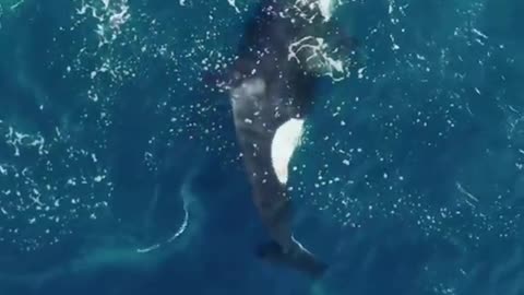 Orcas and their prey😳😲 attack