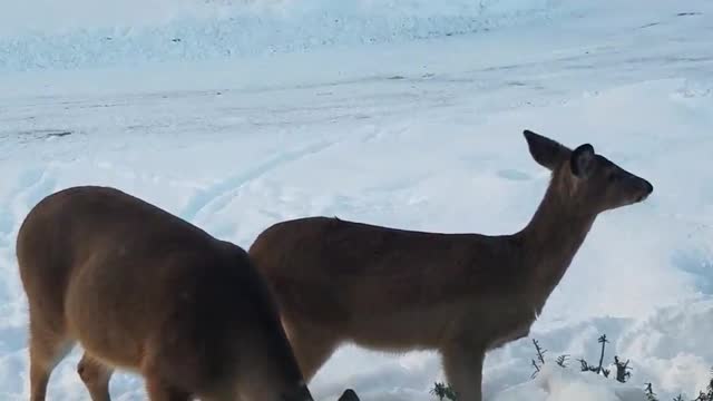 Deer Enjoy Boxwood Smorgasbord