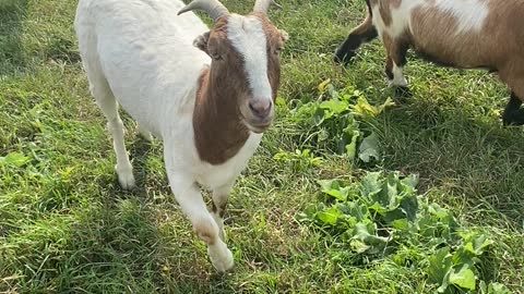 Sweet smiling Genesee