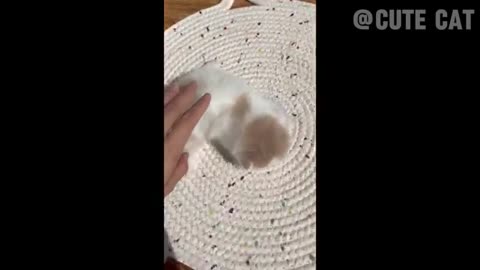 You Laugh You Lose 😂Videos of funny cats and kittens for a good mood