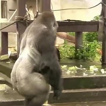 Funny Monkeys make me Happy