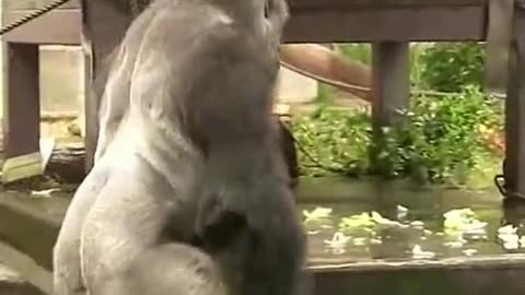 Funny Monkeys make me Happy