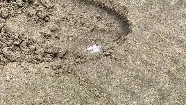 How to catch a clam , in korea