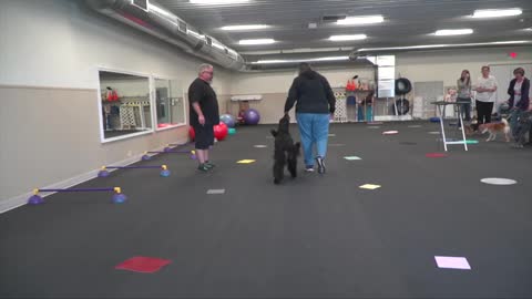 Dogs Show Training, Where do you start