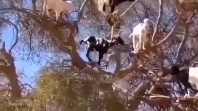 Animal funny video