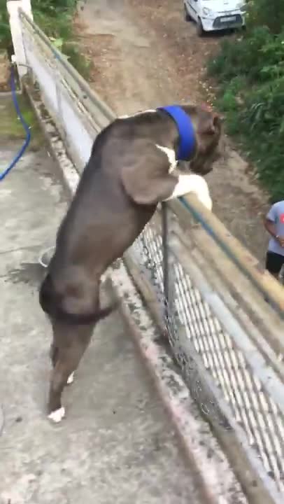 Look this big guy aggressive and angry