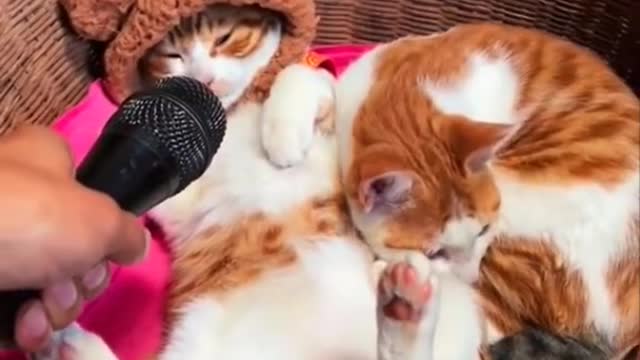 Funny Cats Videos Compilation 😂 Cat Reaction Try Not To Laugh Funniest Videos