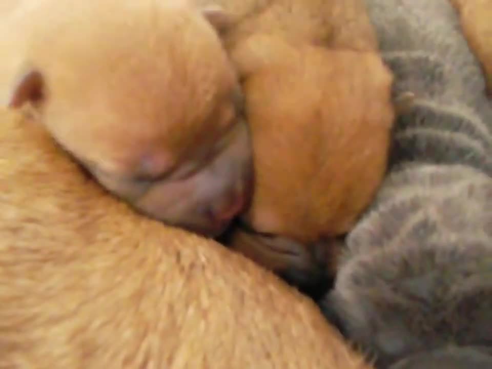 Filhotes de Sharpei. Chorando querendo mama na mamãe!