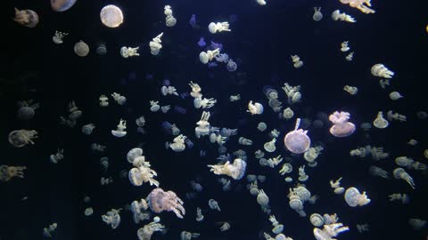 The beauty of marine creatures