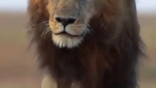 King of forest