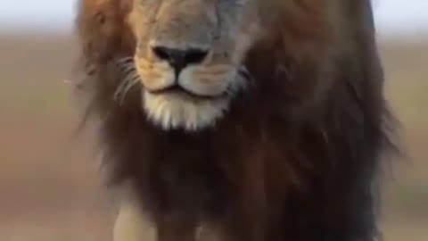 King of forest