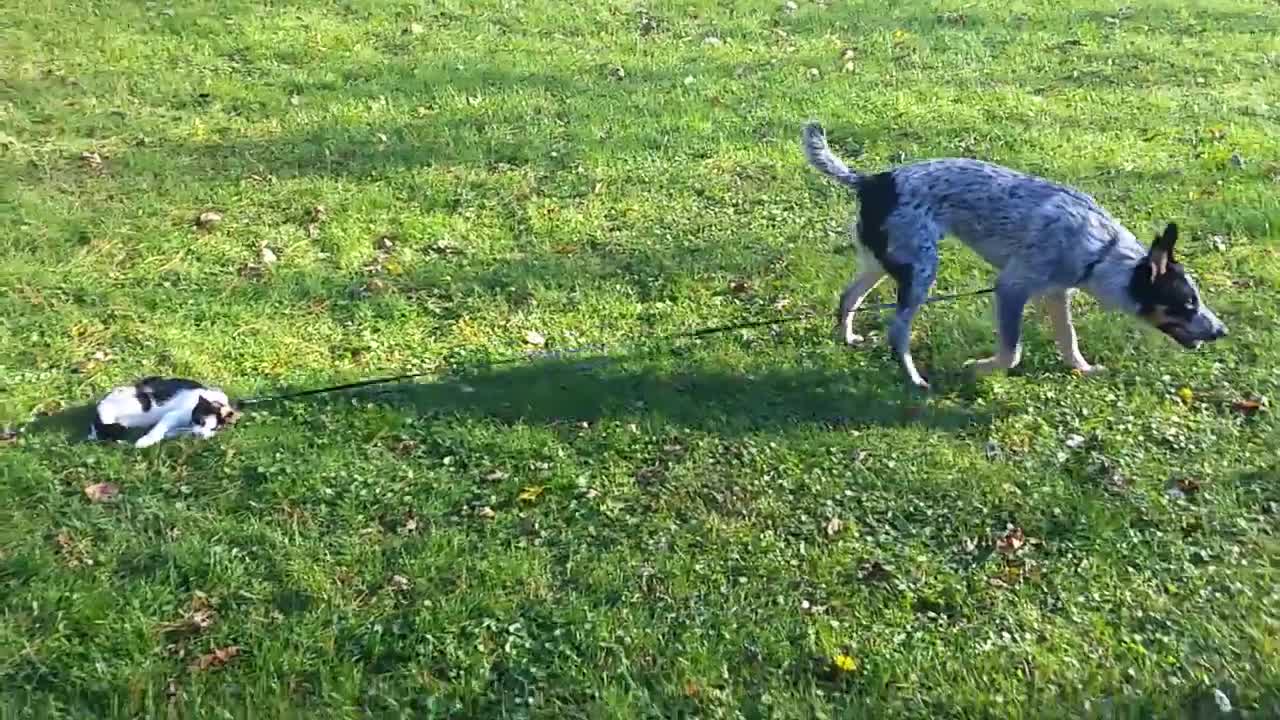 Dog Pulls Cat on Leash