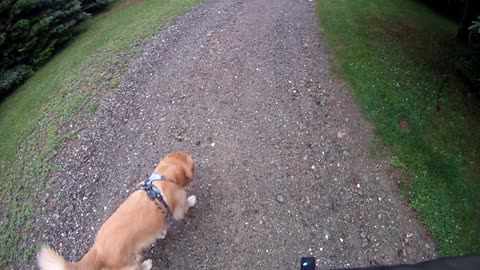 June 27th, 60º raining coming to an end short walk with Flynn