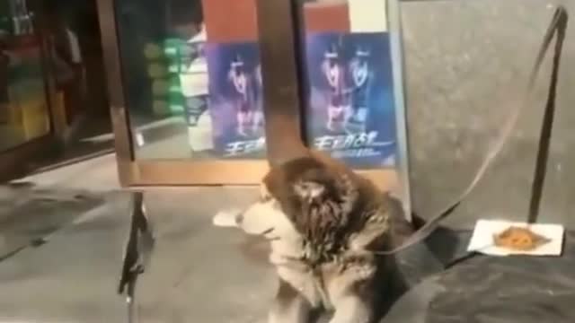 Waiting for someone special i guess 🤣❣️ Cute dog video