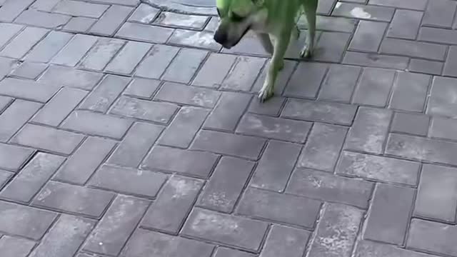 Green dog