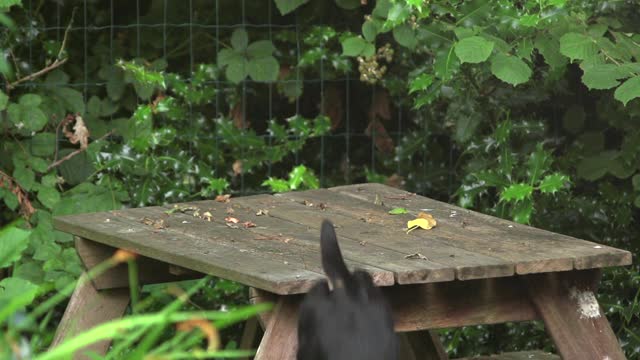 Black cat jumps off table