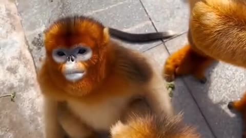 A Cute Golden Monkey 🐒🐵