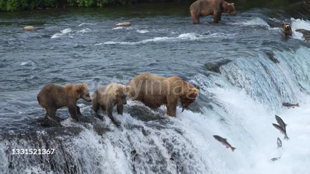 Bear is eating for fish,bear is eating fish in the river