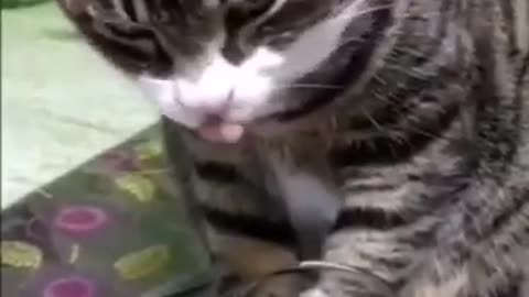 Drunk Cat