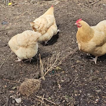 OMC! Four very special chickens doing what they do best! Scratching and Pecking!
