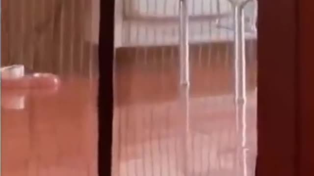 Best funny cat video don't miss it