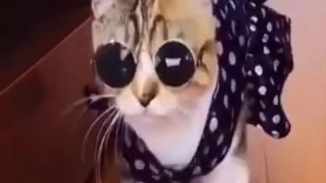 Funniest Animals - Best Of The 2022 Funny Animals Videos 🐱🐶 #20