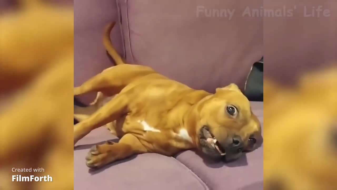 Funny Crazy Dog 😂😵