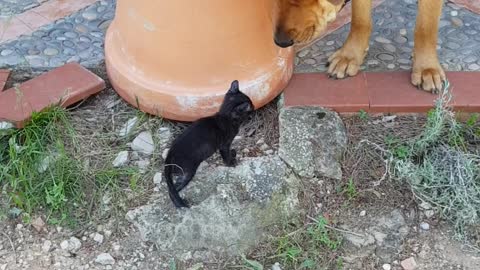 kitten first day out with his two big dog care minders