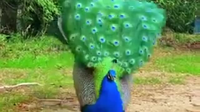 Peacock dancing 🎶 lovely 💞