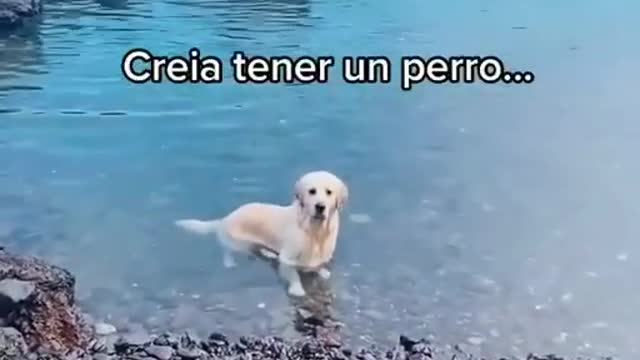 Perrito en el agua