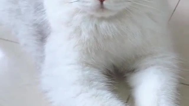 Very cute white kitten, do you like it