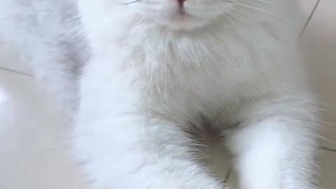 Very cute white kitten, do you like it