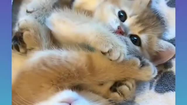 Cute and Funny Pets Videos Compilation 2021