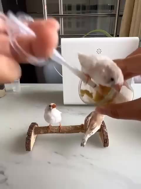 Feeding finches is like filling cake 😂