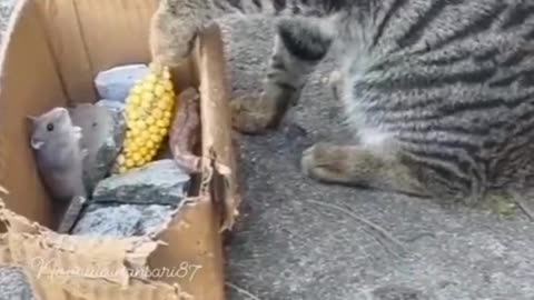 Catoo cat and mouse