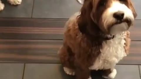 Funny Dog Videos 2021 It's time to LAUGH with Dog's life22