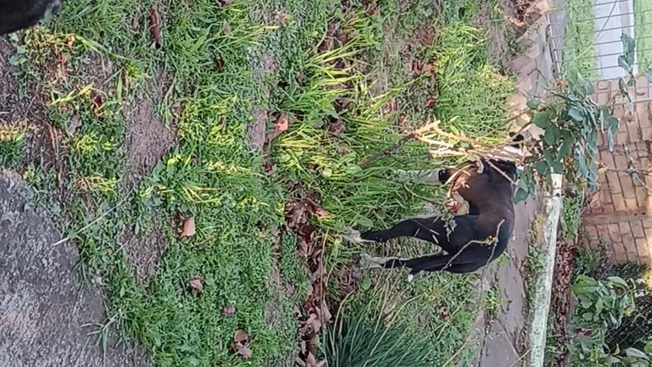 Every morning when I wake up, I take the twins for a walk