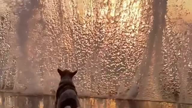 Dog play with water