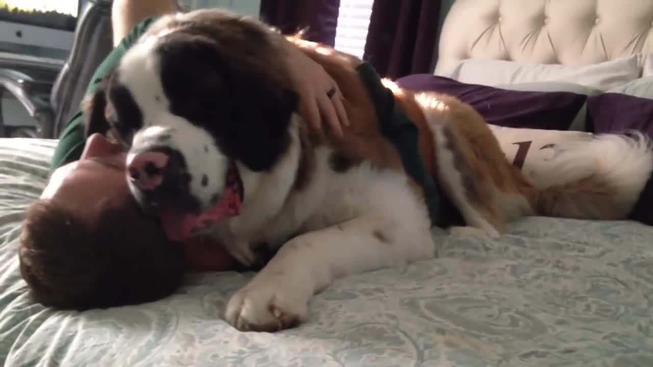 Huge amazing dog video