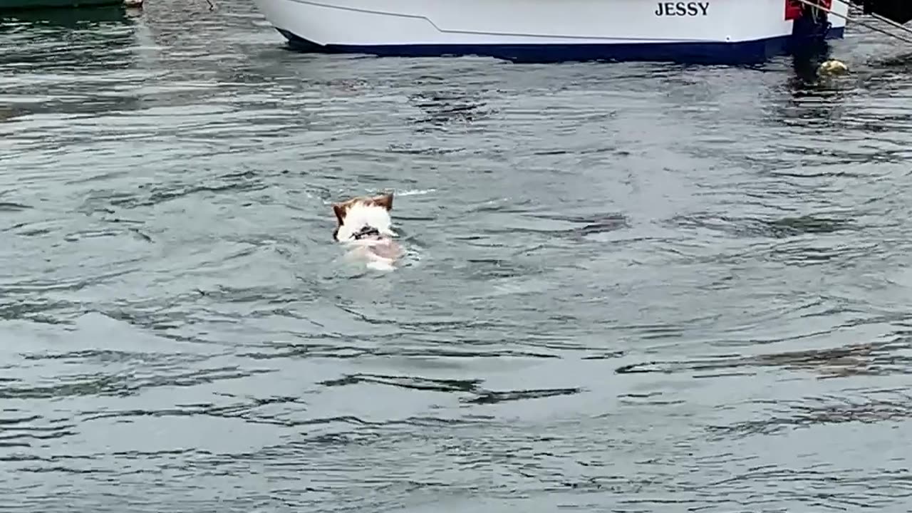 Dog Meets His Dolphin Friend