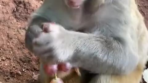 Cute Monkey China & Funny Love monkey| Animals Love