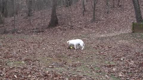 Cute puppy playing!