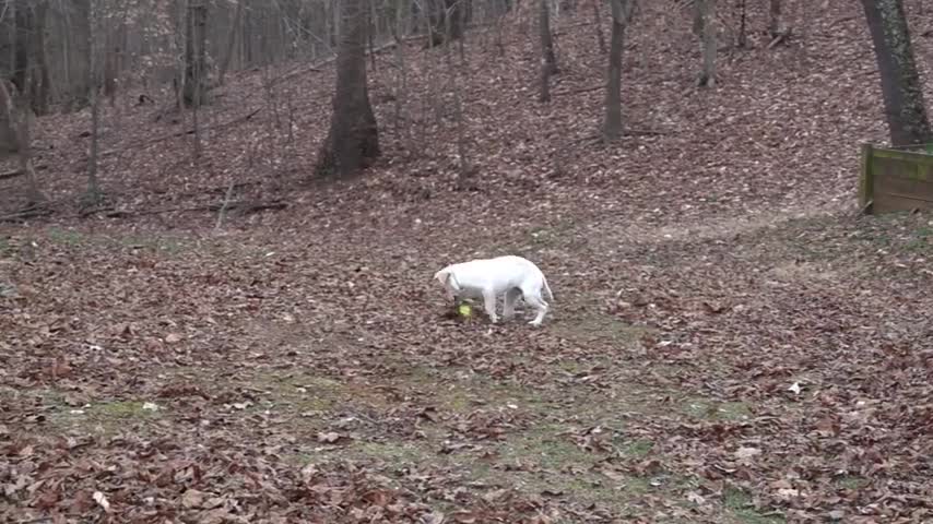 Cute puppy playing!