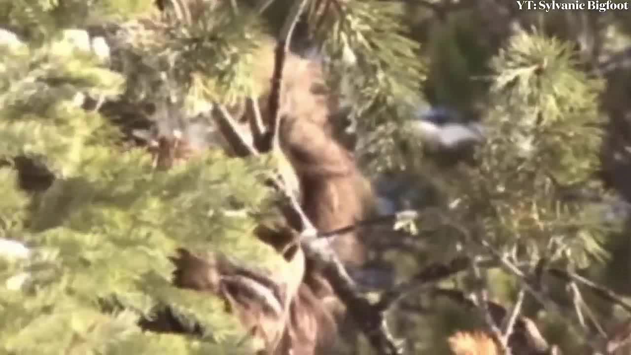 Clear footage of bigfoots and winter Yeti