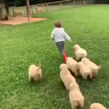 Watch the game and enjoy A small child and small dogs are running in the garden of the house.