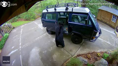 Bear family breaks into van in search for food