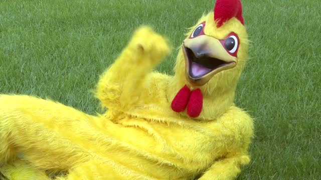 chicken laying in grass waving