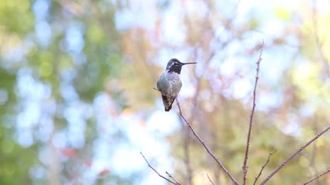 Hummingbird Perched and Flying Away from the Twig