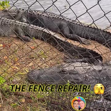 WOULD YOU STAND BY THIS FENCE? 🐊