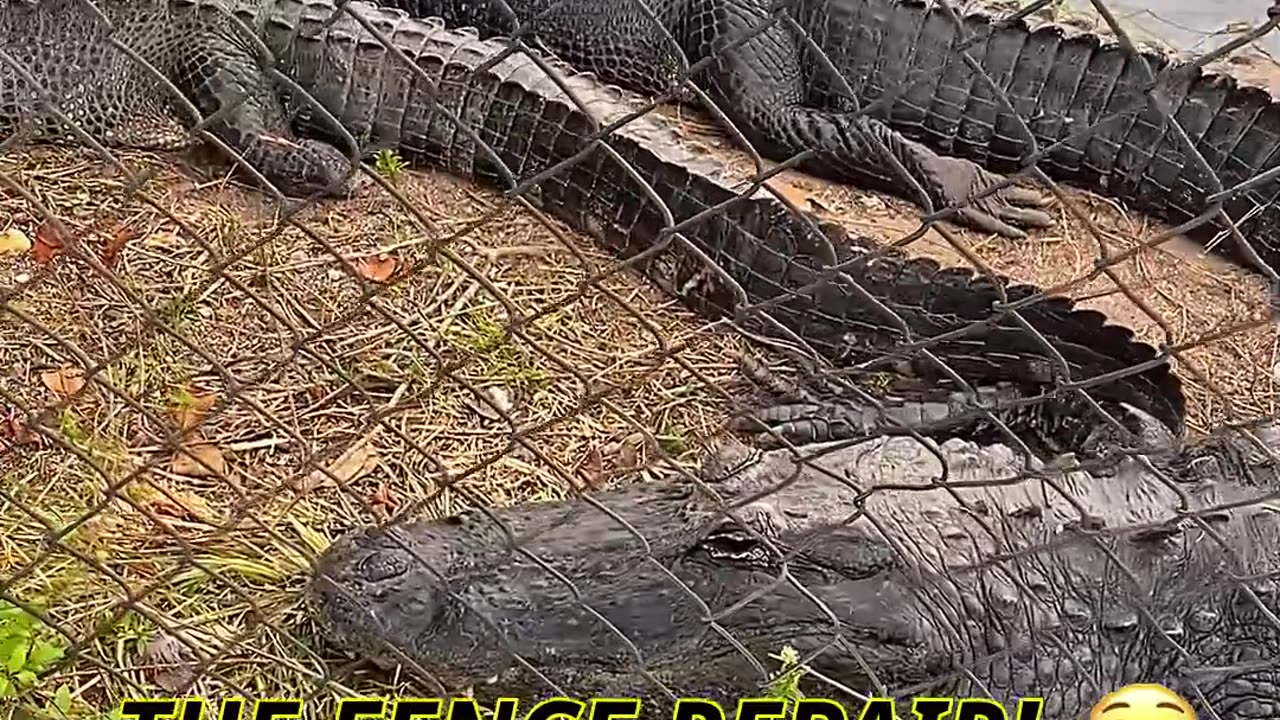 WOULD YOU STAND BY THIS FENCE? 🐊